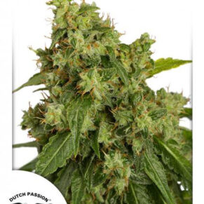 AutoXtreme 3 un - Dutch Passion