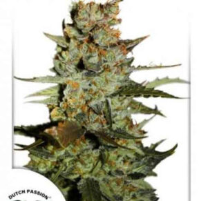 Auto Blueberry 3 un - DUTCH PASSION