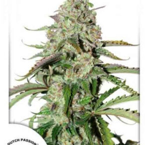 Auto Colorado Cookies 3un - Dutch Passion