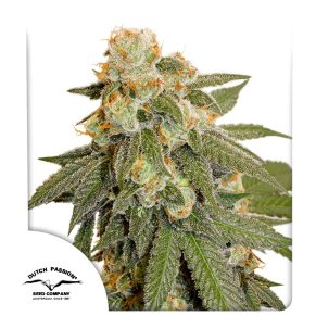 Auto Orange Bud 3 un - Dutch Passion