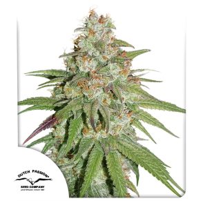 Glueberry OG FEM