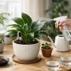 Cada cuánto regar indoor sin cometer errores